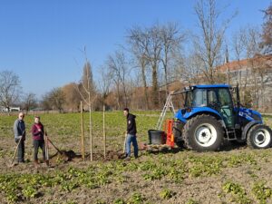Plantation d'un Gingko Biloba (arbre de vie) et d'un tulipier mars 2025